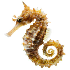 Close-up of a vibrant orange seahorse with intricate details against a white background. Perfect for marine life and aquatic-themed projects.