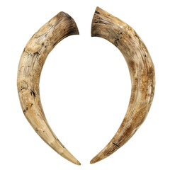 Close-up of two curved, weathered animal tusks isolated on white background, ideal for wildlife and nature-themed projects.