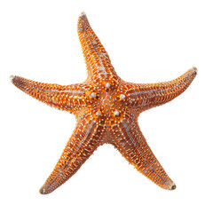 A vibrant orange starfish with five arms, showcasing intricate details on transparent background.