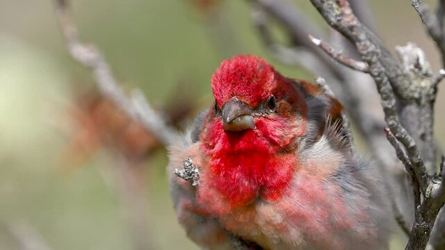 Common Rosefinch bird standing on a branch