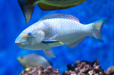 Tropical fish swimming in the aquarium. Beautiful colorful fishes in the aquarium