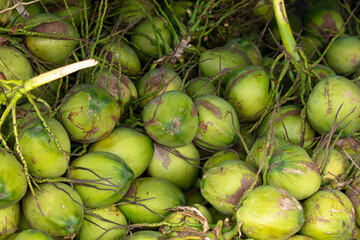 Harvest of green coconut nuts as background