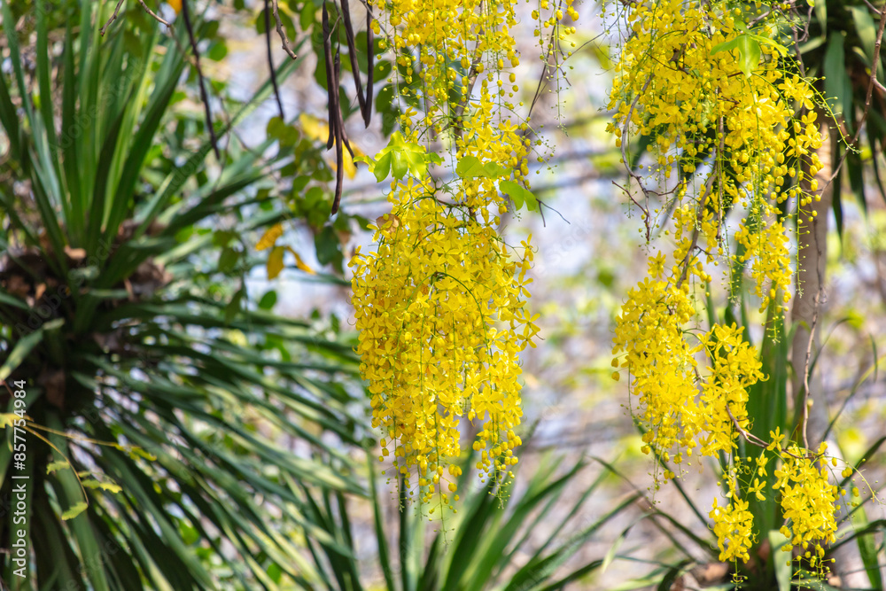 Sticker beautiful yellow flowers on a tree in the tropics