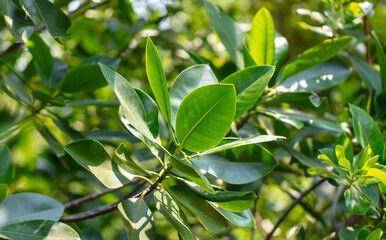 Fototapeta premium Green leaves on a tree branch in the park