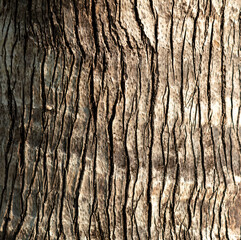 Palm bark as an abstract background. Texture