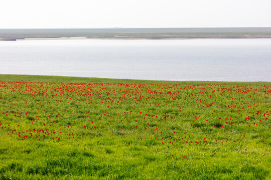 Field with red tulips in the steppe near the lake in spring