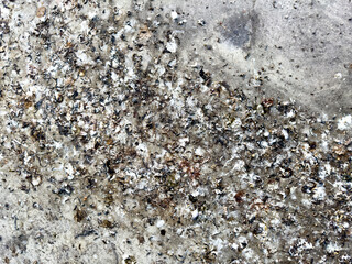 Chicken excrement on the road. Abstract background