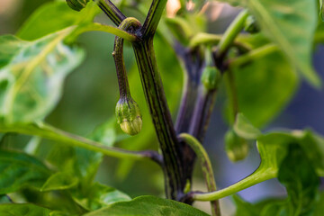 Chili blossom in close up view with green soft bokeh background