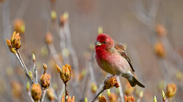 Common Rosefinch is singing his songs