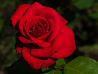 photo of a red rose flower in close-up