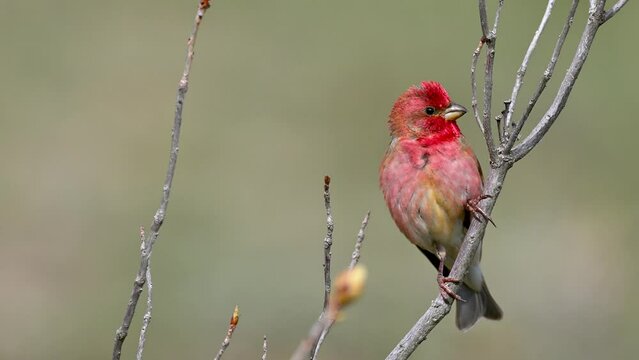 Common Rosefinch is singing his songs