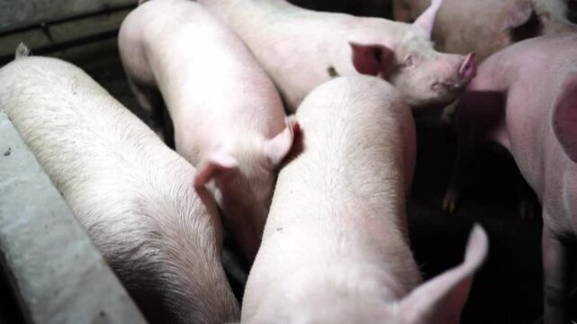 Pink pigs with tags on their ears stand in a paddock and sniffing. High quality 4k footage