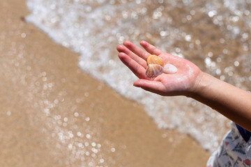 貝殻を持つ子どもの手