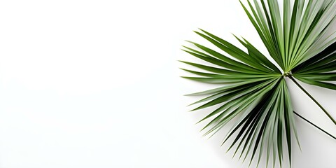 Fototapeta premium Saw palmetto on white backdrop centered professional photo copy space selective focus. Concept Botanical Photography, Herbal Remedy, White Background, Copy Space, Selective Focus