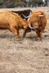 Two Highland cows locking horns in a grassy field