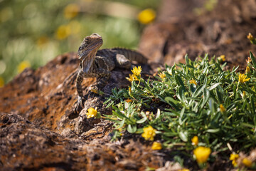 Lizard basking on a rock with yellow flowers in Australia