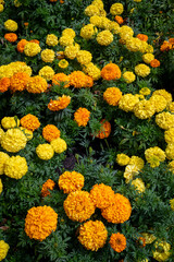 Yellow and orange marigold flowers in full bloom background