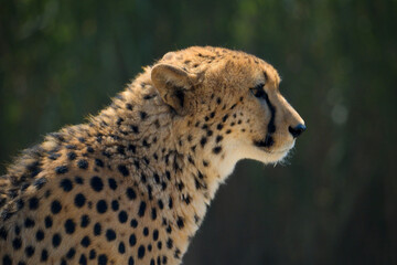 Close-up of a beautiful Cheetah.