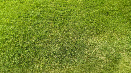 Green grass background.Green grass texture
