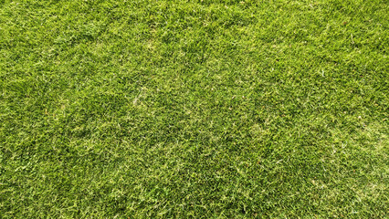 Green grass background.Green grass texture