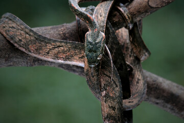 Bengkulu cat snake Boiga bengkuluensis