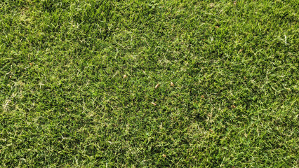 Green grass background.Green grass texture