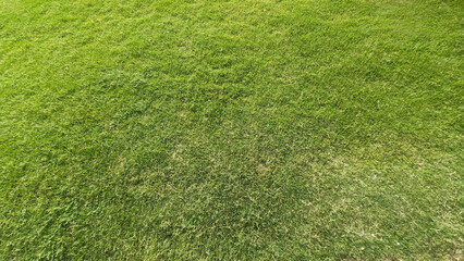 Green grass background.Green grass texture