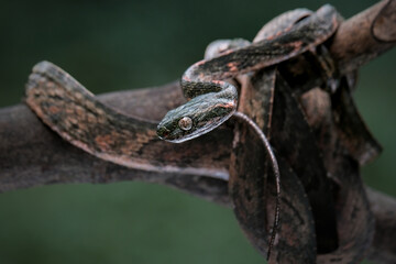 Bengkulu cat snake Boiga bengkuluensis