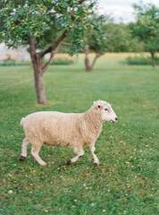 A single sheep running through an orchard
