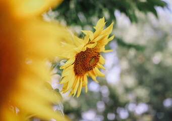 Blooming field of sparkling sunflowers