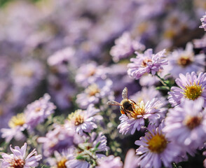Blooming asters and busy bee