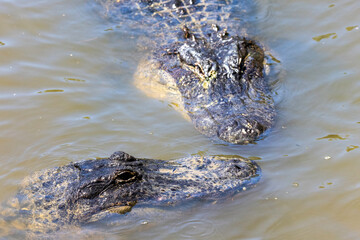 Two American Alligators in pond
