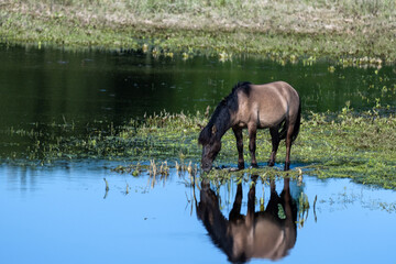 Fototapeta premium Pferd