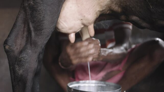 Gentle hands rhythmically work, coaxing warm milk from a contented cow. Udder to pail, a timeless dance nourishing generations.