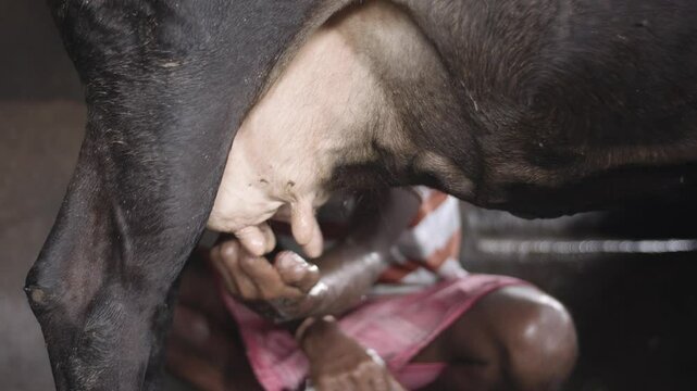Gentle hands rhythmically work, coaxing warm milk from a contented cow. Udder to pail, a timeless dance nourishing generations.