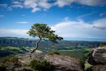 Landschaft Wetterkiefer