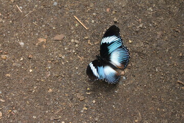 sch&ouml;ner Schmetterling