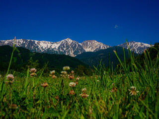 Fototapeta premium 新緑と残雪の北アルプス 白馬三山