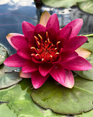 pink water lily