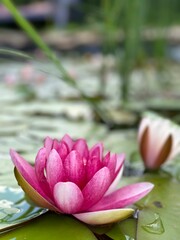 pink lotus flower