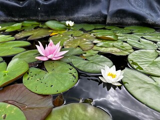water lily in the pond