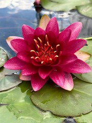 pink water lily
