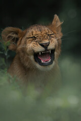 Portrait shot of cute lion cub