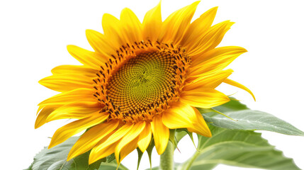 Fototapeta premium Photograph of a sunflower, its golden face radiating warmth and energy, on a transparent background.