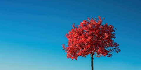 Red maple tree outdoor landscape view.