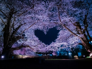 【青森】弘前公園の満開の桜ライトアップと空に浮かぶハートマーク