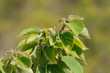 Hojas de morera de papel (broussonetia papyrifera) al sol con bonito bokeh, Alcoy, España