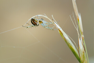 Araña Mangora acalypha suspendida en ramita de hierba y su tela de araña esperando pacientemente el desayuno, Alcoy, España