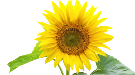 Photograph of a single sunflower in full bloom, its petals radiating outwards like sunbeams against a clear background