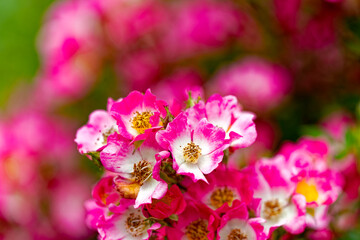 Close-up of pink roses at garden plot at Swiss City of Zürich on a sunny summer afternoon. Photo taken June 20th, 2024, Zurich, Switzerland.